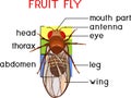 Scheme of structure of fruit fly Drosophila melanogaster